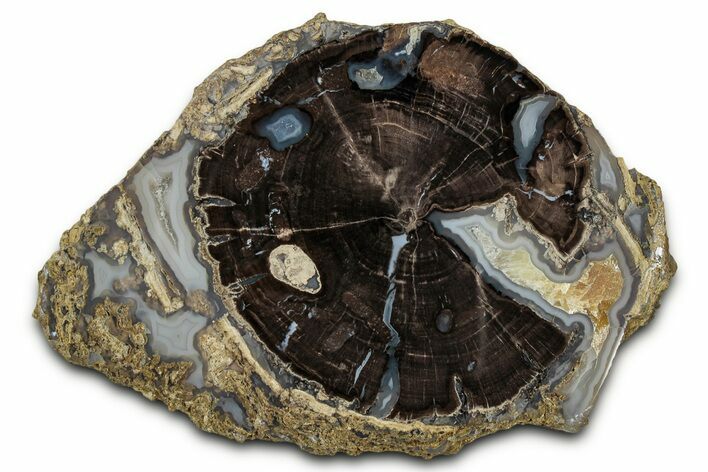 Petrified Wood (Schinoxylon) Round - Blue Forest, Wyoming #334996